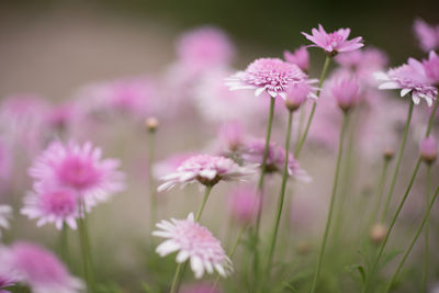 Close-up of pink flowering plants on field