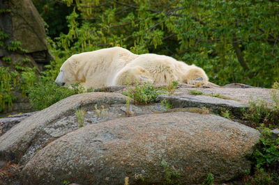 Polar bear resting on a stone