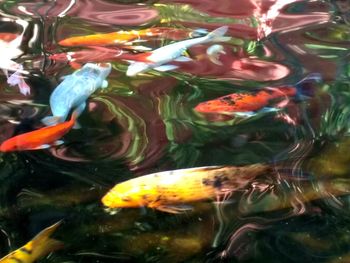 Close-up of koi carps swimming in water