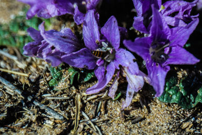 Close-up of purple flowering plants on field