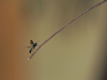 Close-up of spider