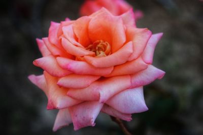 Close-up of pink rose