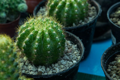 Close-up of succulent plant