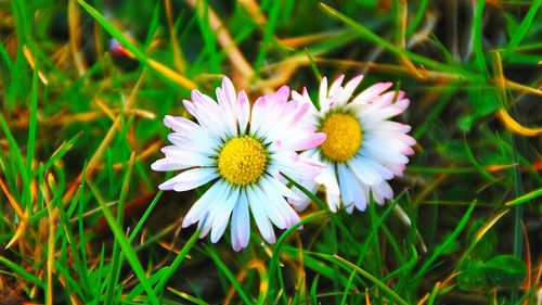 Close-up of daisy flower