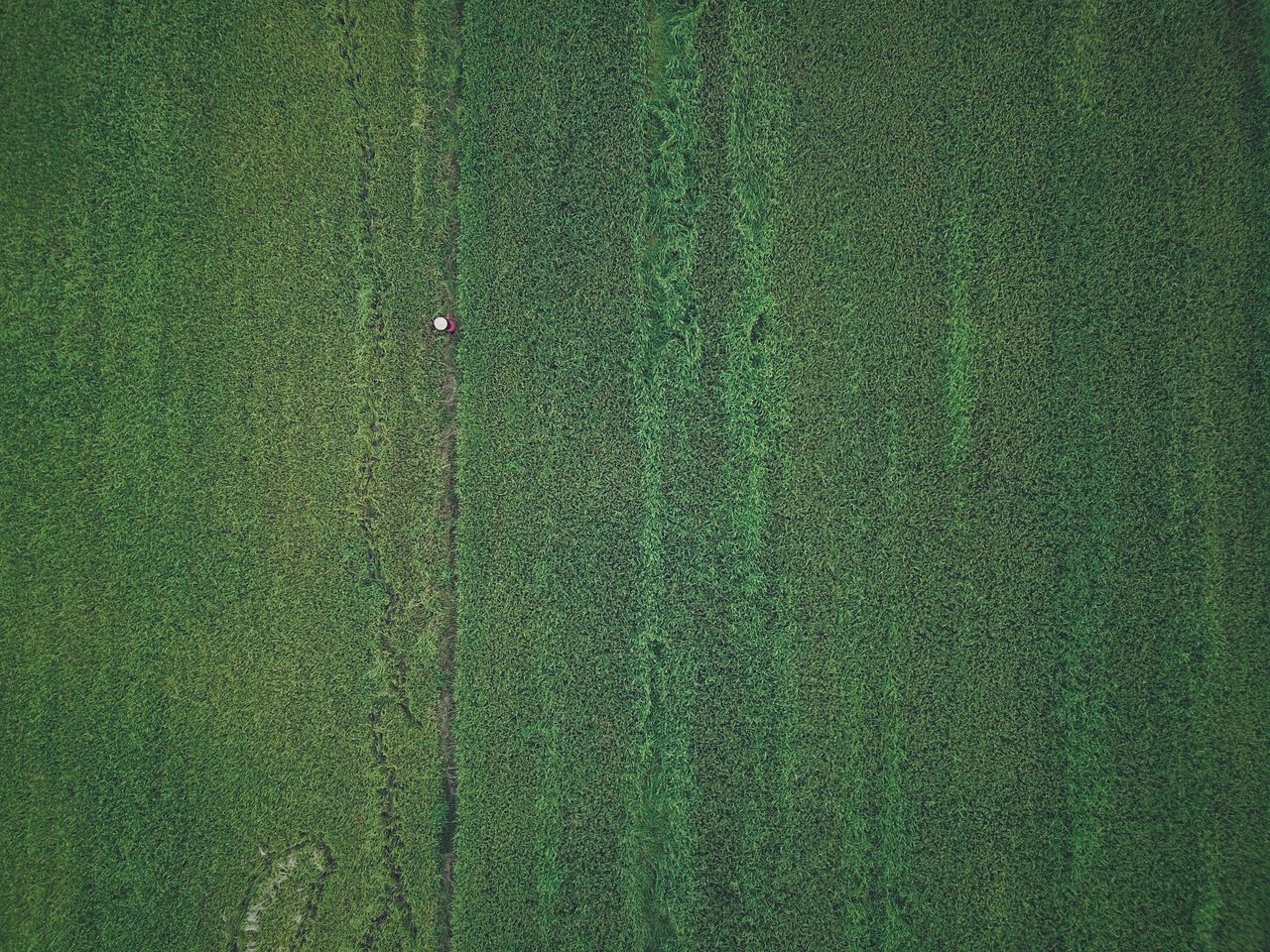 SCENIC VIEW OF FIELD