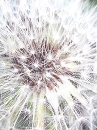 Close-up of dandelion