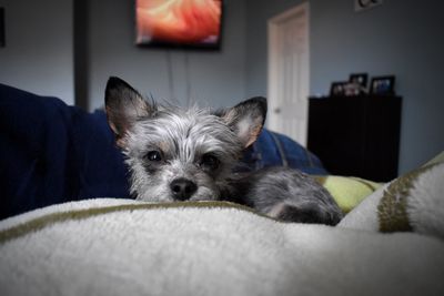 Portrait of dog relaxing on sofa at home