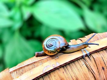 Close-up of snail on wood