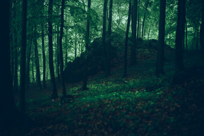 Trees in forest