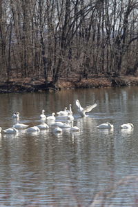 Ducks swimming in lake