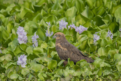 View of bird perching on plant