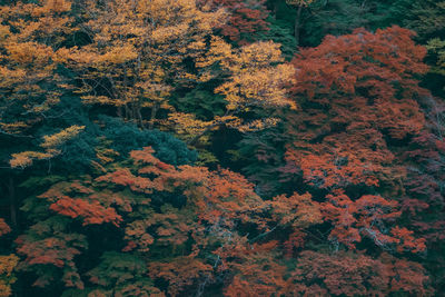 Trees and plants in forest during autumn