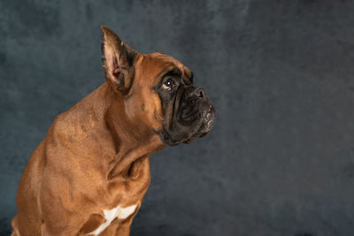 Portrait of a german boxer breed dog on a dark background