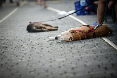 Low section of dog relaxing on street