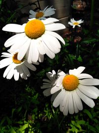 Close-up of white daisy flower