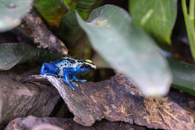 Close-up of frog on rock