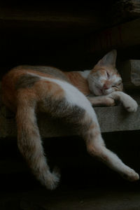 Close-up of cat sleeping