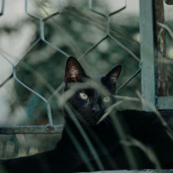 Portrait of cat seen through fence