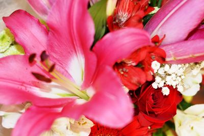 Close-up of pink flowering plant