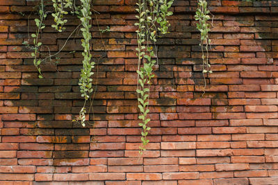 Close-up of ivy growing on brick wall