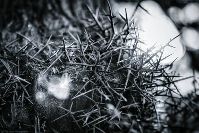 Close-up of plant against blurred background