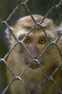 Close-up of monkey in cage