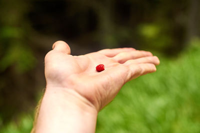 Cropped image of hand holding strawberry against blurred background