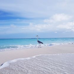 View of bird on beach against sky