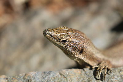 Close-up of lizard on rock