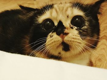 Close-up portrait of cat