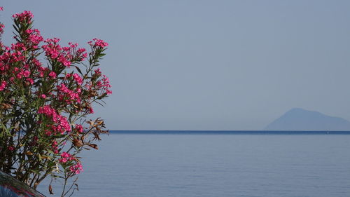 Close-up of pink flower tree by sea against clear sky