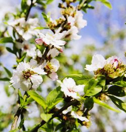 Close-up of white flowers blooming in park