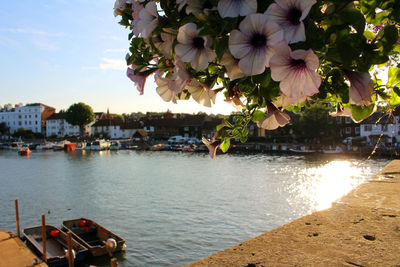 Flowers blooming on branch over lakeshore in city