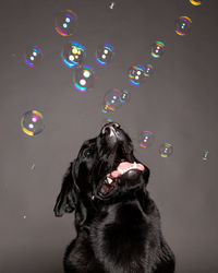 Close-up of dog by bubbles against gray background