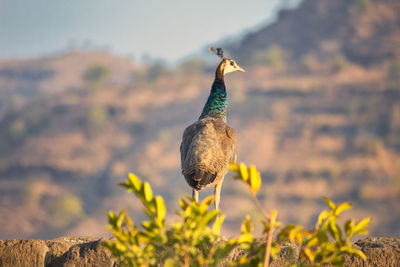 Bird perching on a plant