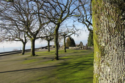 Trees on landscape against sky