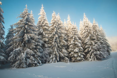 Trees on snow covered landscape