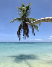 Palm tree by sea against blue sky
