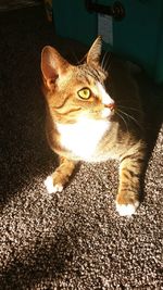 Close-up portrait of cat on illuminated mirror