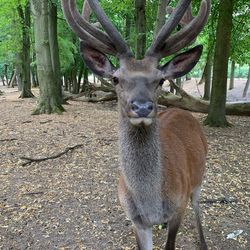 Deer in a forest