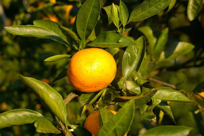 Close-up of fruit growing on plant