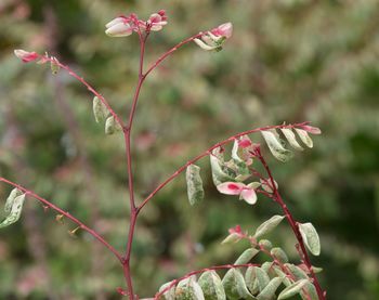 Close-up of red flowering plant