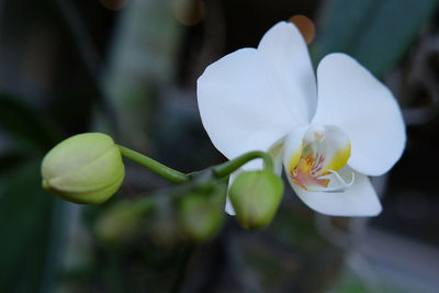 Close-up of white rose flower