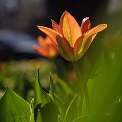 Close-up of orange flowering plant