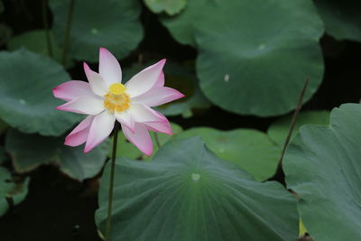 Close-up of lotus water lily in pond