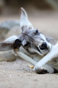 Close-up portrait of funny kangaroo lying outdoors
