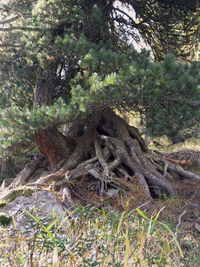 High angle view of tree in forest