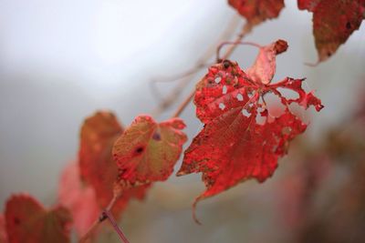 Close-up of leaves on tree