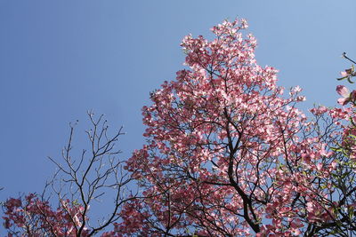 Low angle view of cherry blossoms against sky