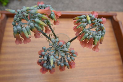 Close-up of flowering plant on table